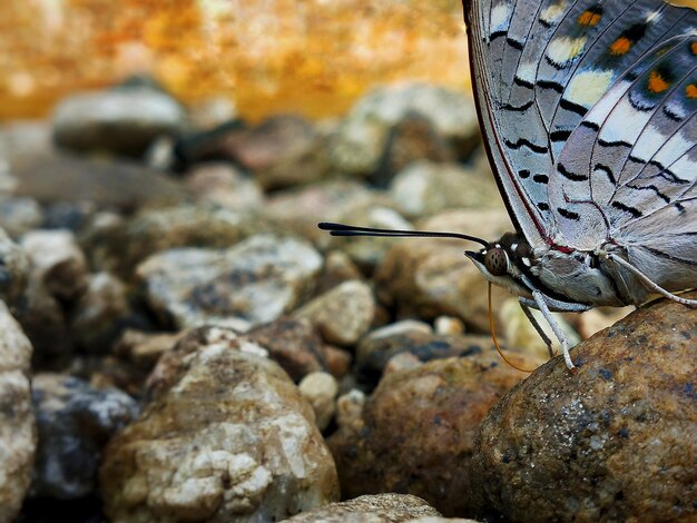 Foto primer plano de una mariposa en una roca