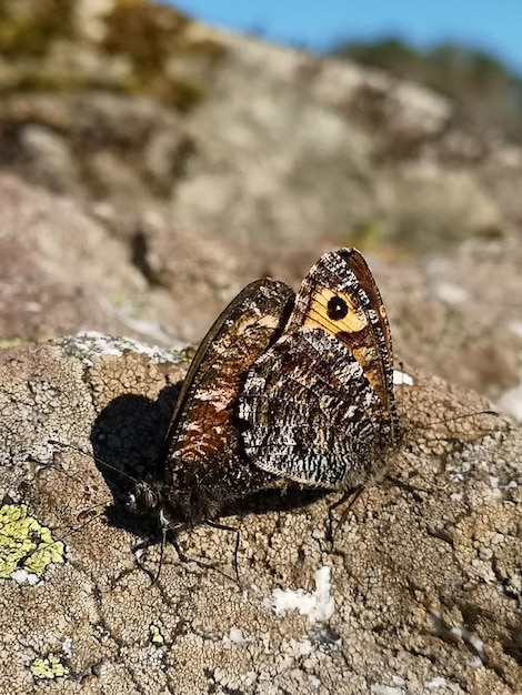 Primer plano de una mariposa en una roca