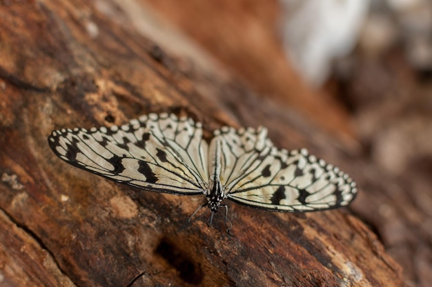 Primer plano de una mariposa sentada sobre un tronco Cometa de papel papel de arroz árbol grande ninfa Idea leuconoe