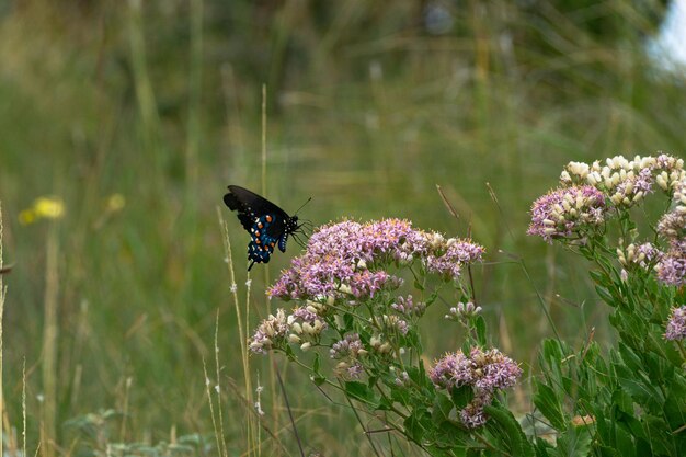 Primer plano de una mariposa sobre una flor