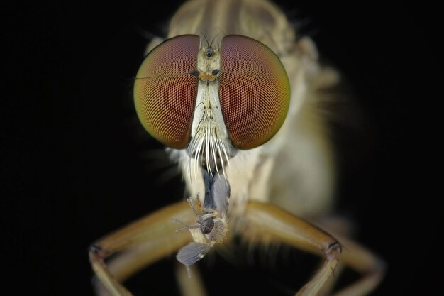 Foto primer plano de una mariposa sobre un fondo negro