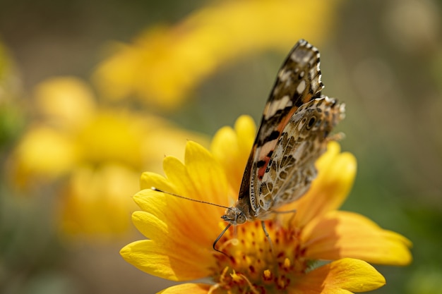 Primer plano de una mariposa sobre una hermosa flor amarilla