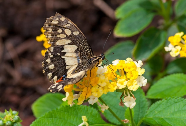 Primer plano de mariposa tropical