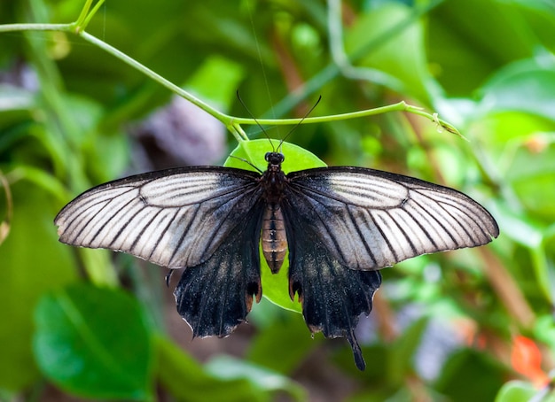 Primer plano de mariposa tropical