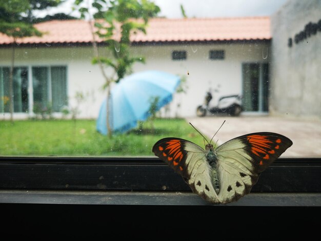 Foto primer plano de una mariposa en la ventana de un edificio