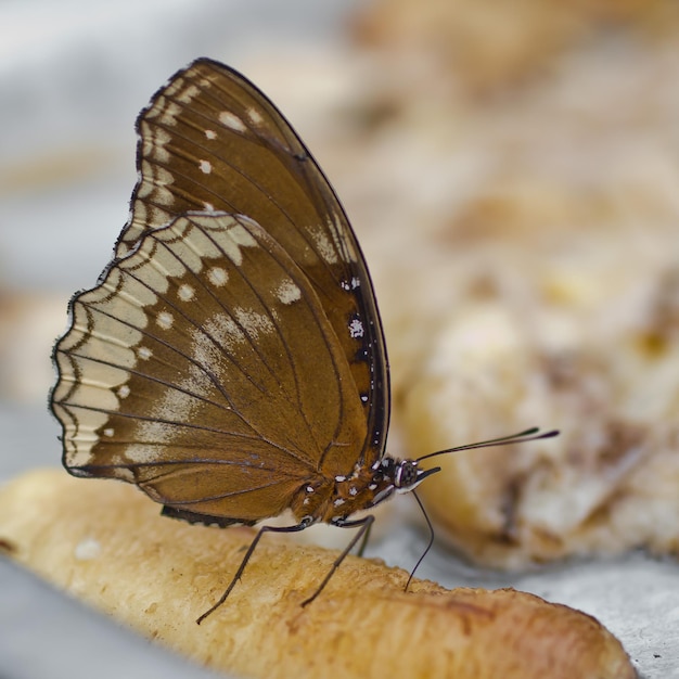 Foto primer plano de una mariposa