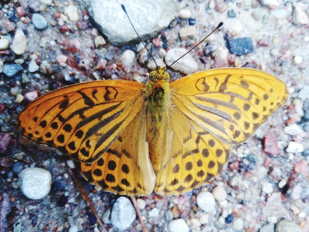 Foto primer plano de una mariposa