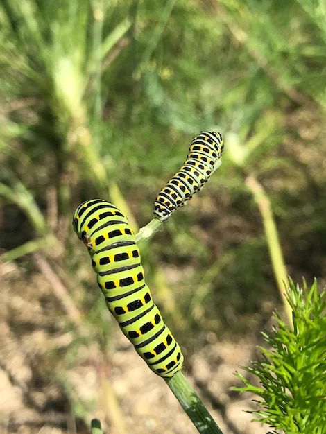 Primer plano de una mariposa