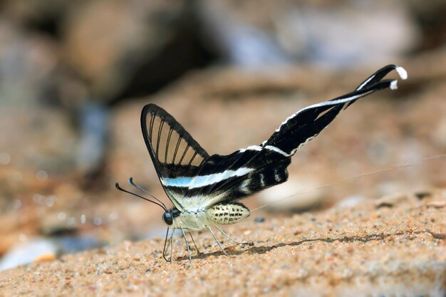 Foto primer plano de una mariposa