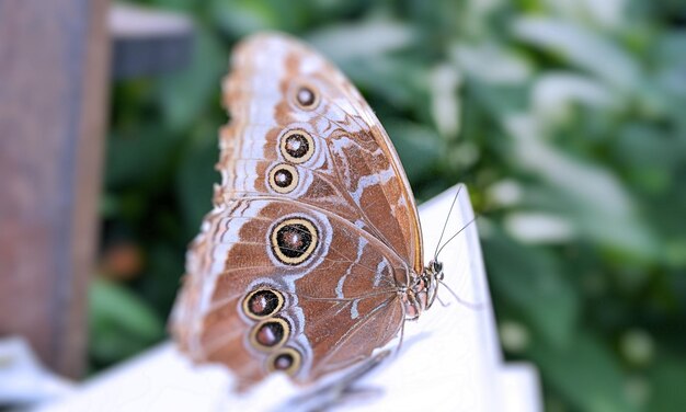 Un primer plano de una mariposa