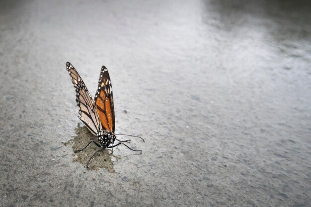 Foto primer plano de una mariposa