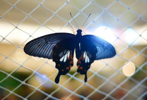 Foto primer plano de una mariposa