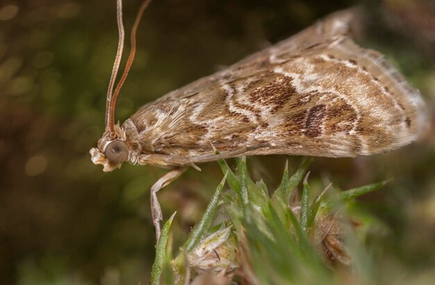 Primer plano de una mariposa