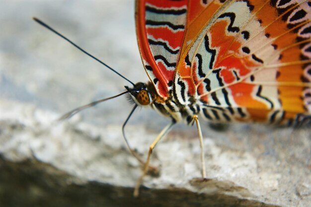 Foto primer plano de una mariposa