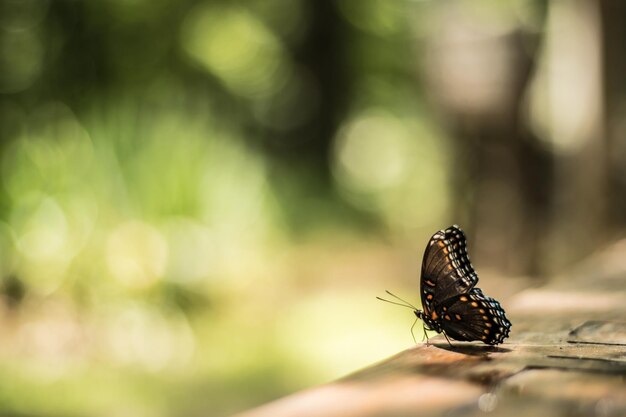 Foto primer plano de una mariposa