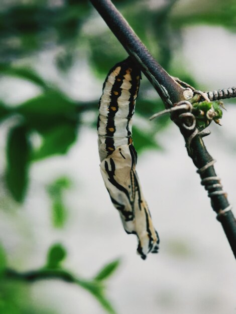 Primer plano de una mariposa