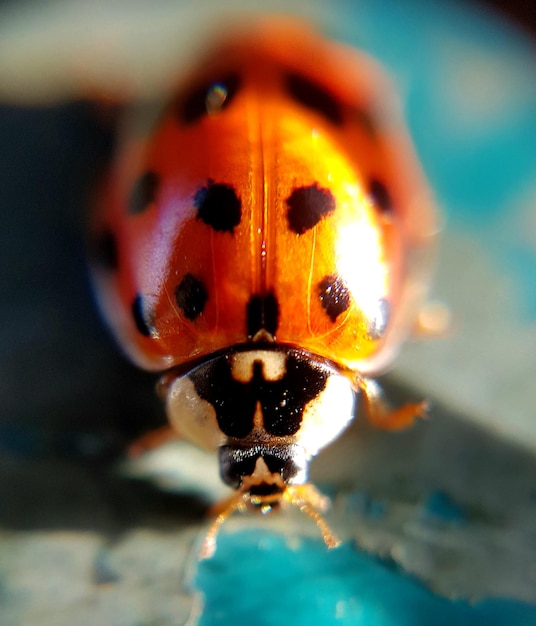 Foto primer plano de la mariposa