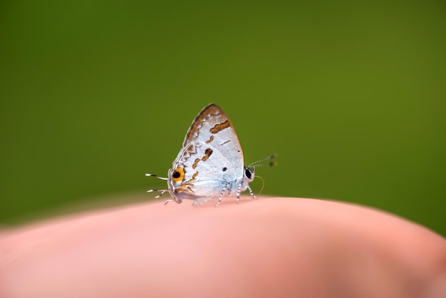 Foto primer plano de una mariposa