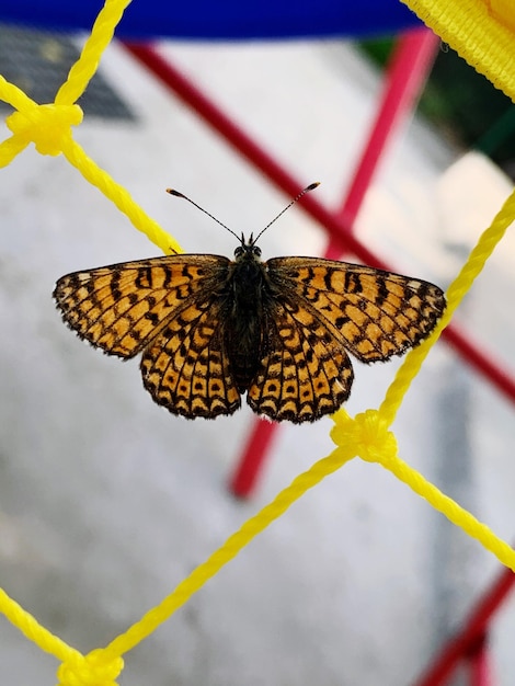 Foto primer plano de una mariposa