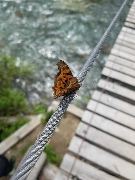Foto primer plano de una mariposa
