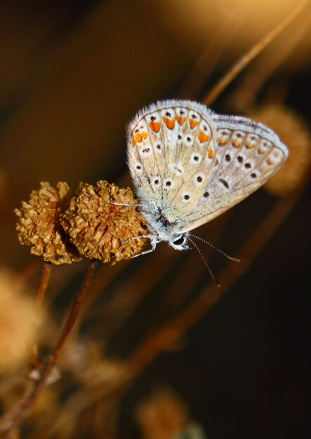 Primer plano de una mariposa