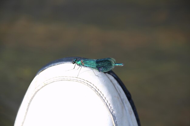 Foto primer plano de una mariposa