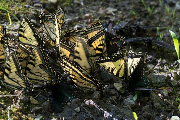 Foto primer plano de las mariposas en el campo