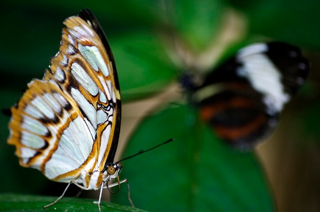 Primer plano de las mariposas en la planta
