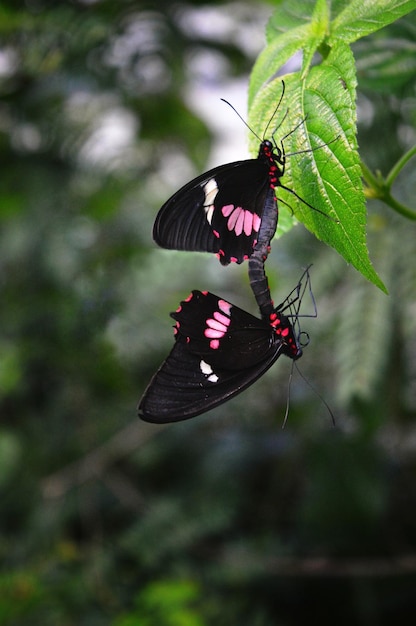 Primer plano de mariposas que se aparean en la hoja