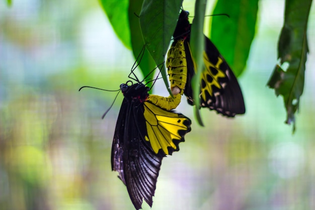 Primer plano de mariposas que se aparean en la planta