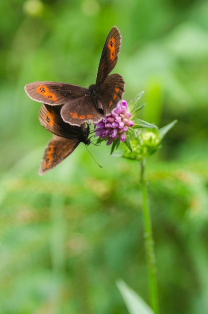 Foto primer plano de mariposas que polinizan una flor