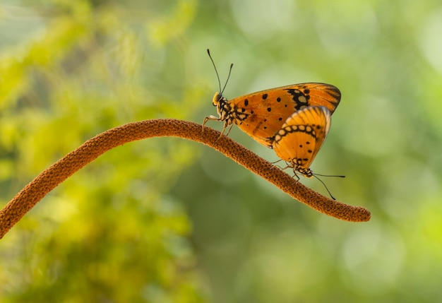 Primer plano de mariposas en el tallo de una planta