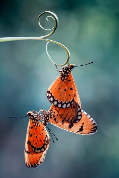 Foto primer plano de mariposas en el tallo de una planta