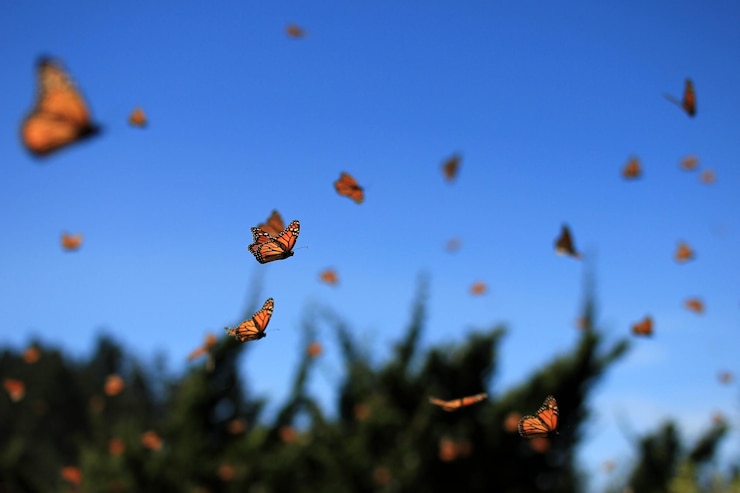 Foto primer plano de mariposas volando contra el cielo azul