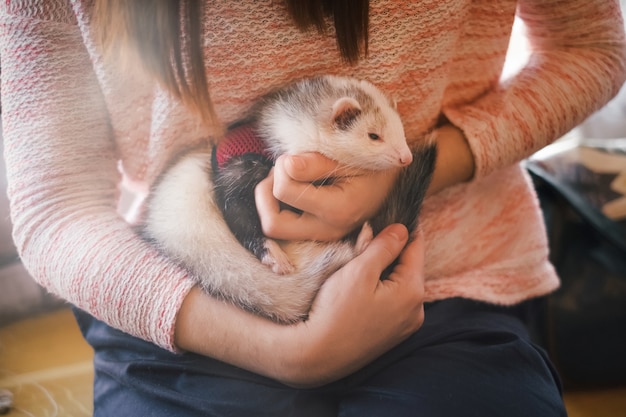 Foto primer plano de mascota hurón en brazos de su dueño