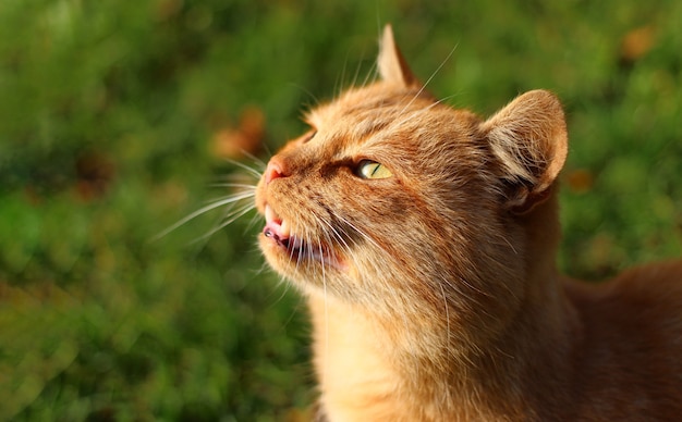 Primer plano de maullidos de gato rojo