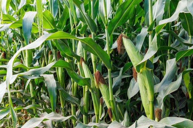 Foto primer plano de mazorcas de maíz en el campo enfoque selectivo primer plano del campo de maíz plantación de maíz verde en la temporada agrícola de verano