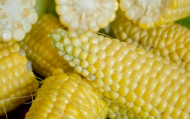 Primer plano de mazorcas de maíz rotas