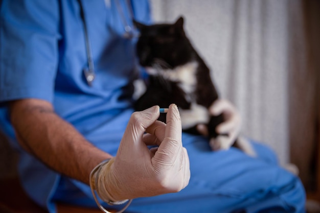 Primer plano de un medicamento administrado a un gato durante una visita al médico a domicilio copia espacio a la derecha