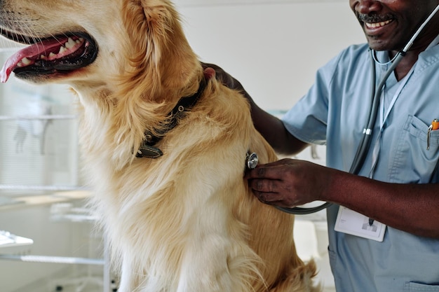 Primer plano de un médico maduro africano que examina a una mascota con estetoscopio en la clínica veterinaria