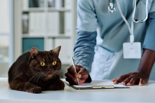 Primer plano de un médico veterinario africano que escribe una receta en una tarjeta médica con un gato acostado en la mesa