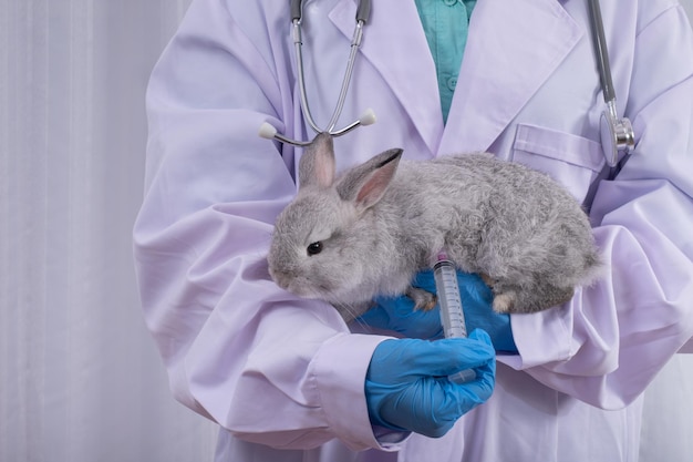 Primer plano del médico veterinario con jeringa que inyecta la vacuna a los conejos en la clínica veterinaria