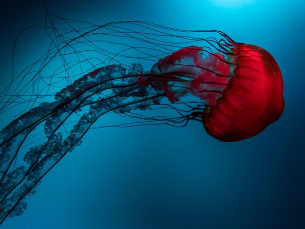 Un primer plano de una medusa roja bajo el agua