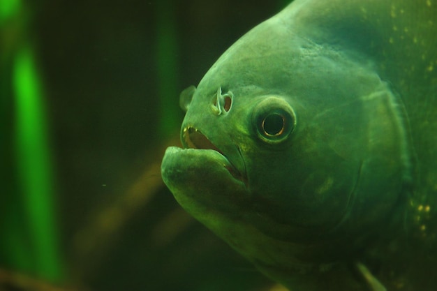 Primer plano de medusas en el acuario