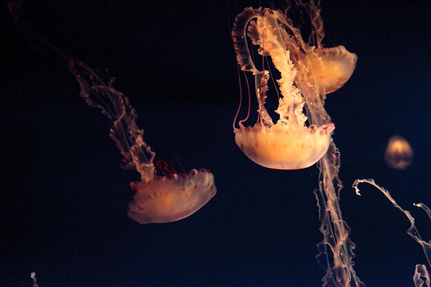 Foto primer plano de medusas en el agua por la noche