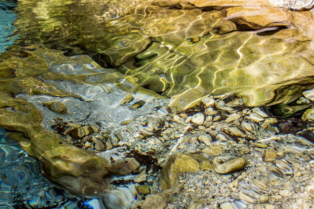 Foto primer plano de medusas en el agua