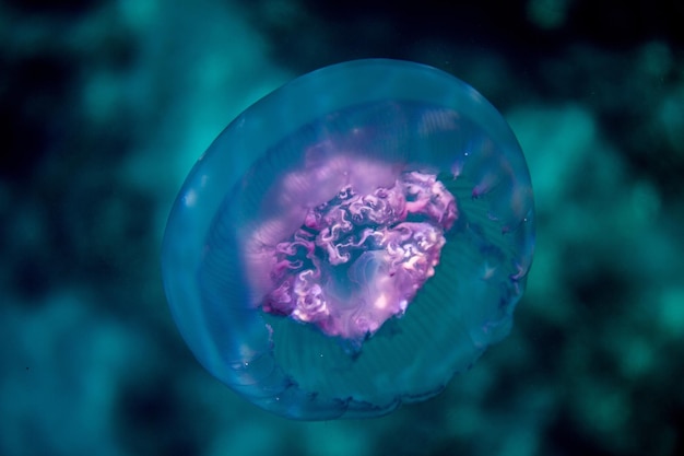 Un primer plano de las medusas bajo el agua