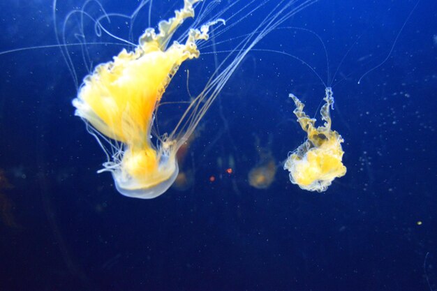 Foto primer plano de medusas en el agua