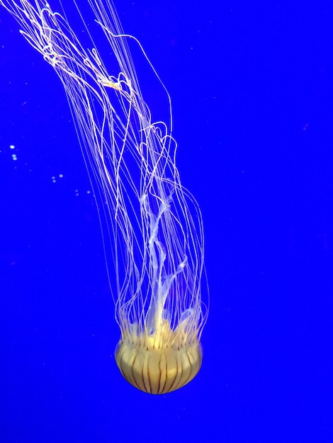 Foto primer plano de medusas contra un fondo azul