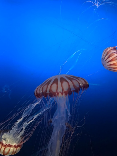 Primer plano de medusas contra un fondo azul